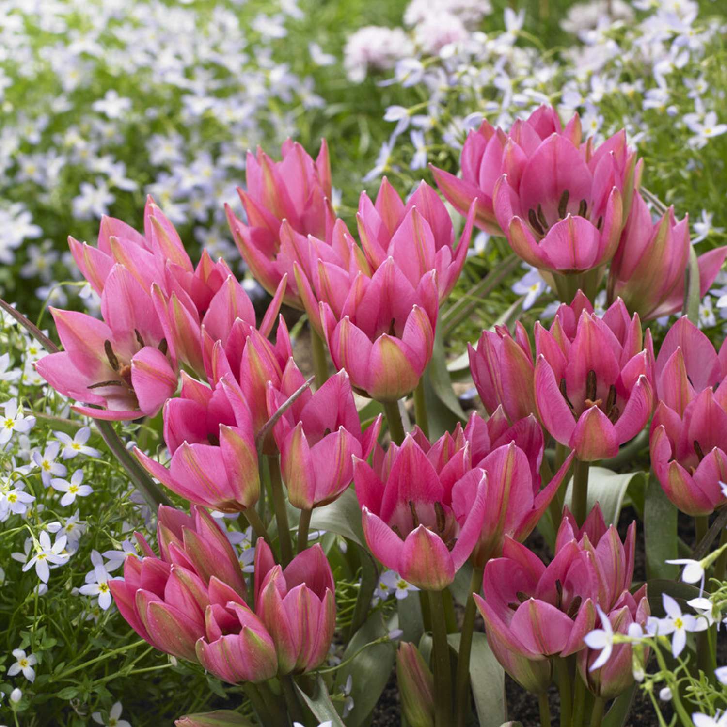 Botaaninen tulppaani 'Garden of Clusius'